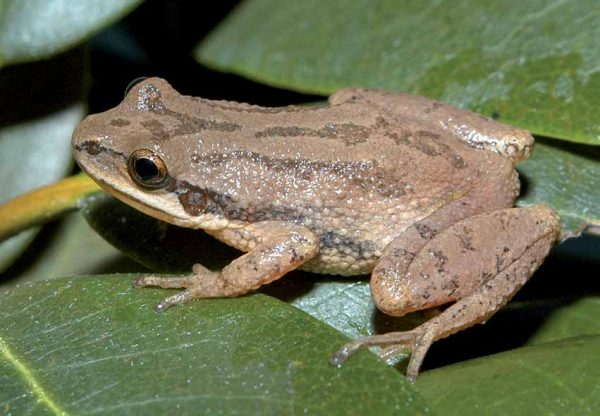 An image of Upland Chorus Frog