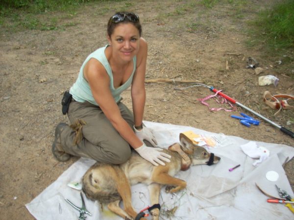 An image of a biologist applying a radio collar to a young coyote which is laying on a white blanket and secured for the process