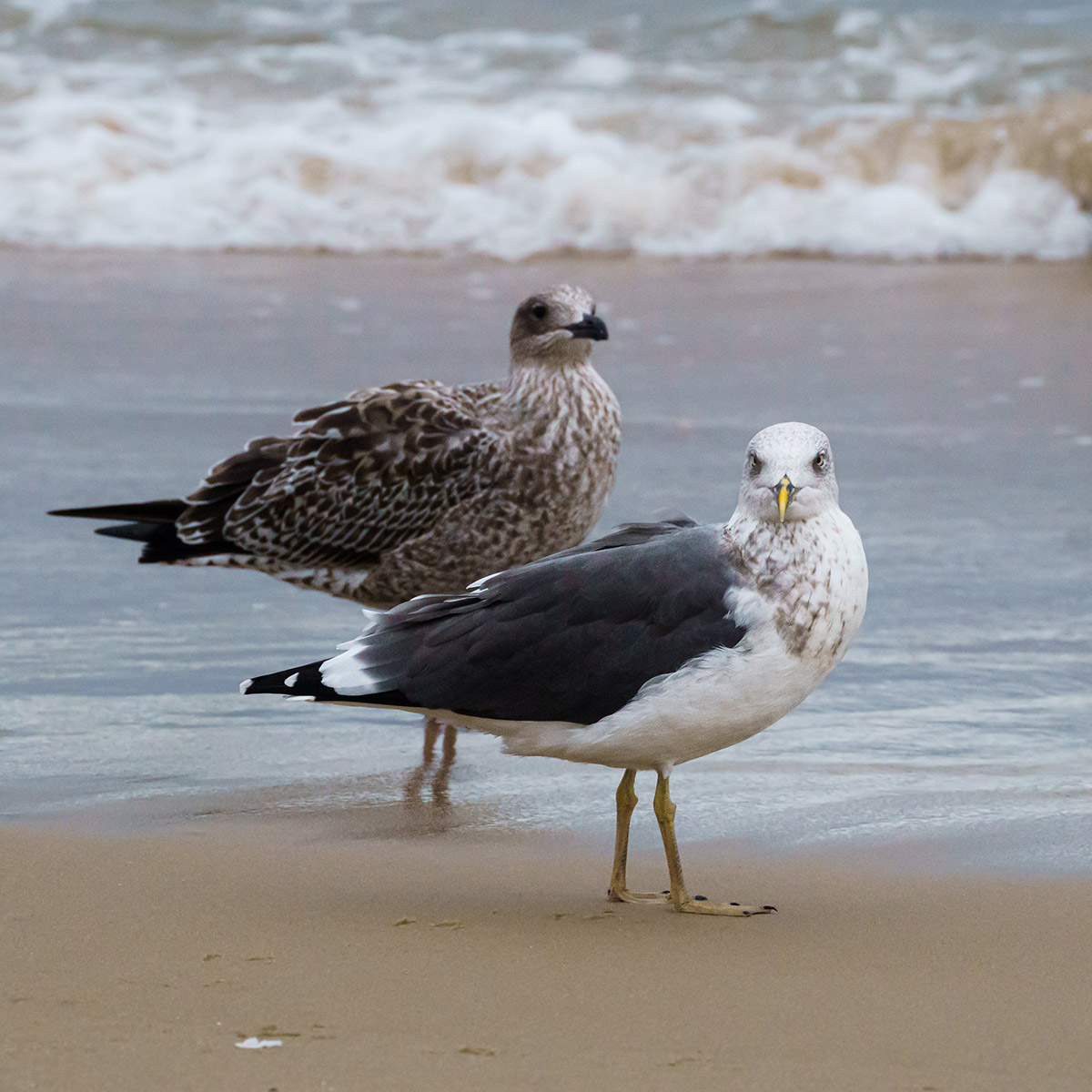 An adult lesser black-backed gull (right) and an immature gull (left).