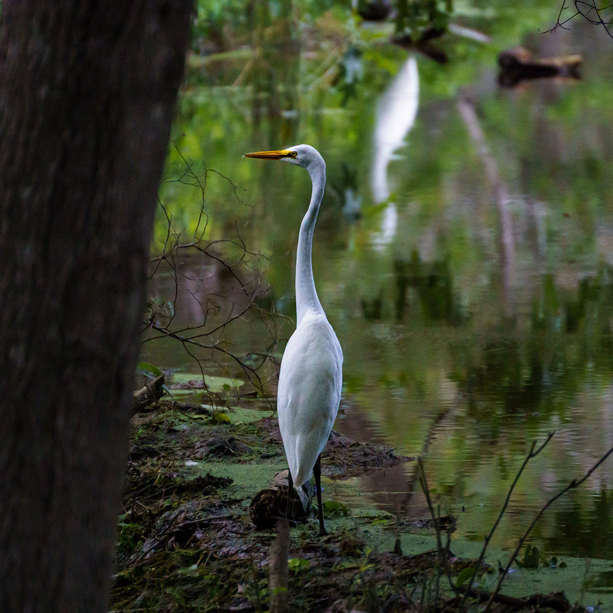 A great egret as seen from the Greenspring Interpretive trail