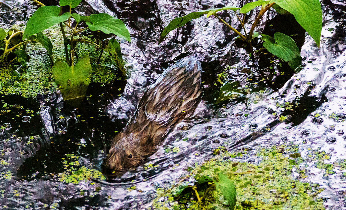 A muskrat swimming in the water