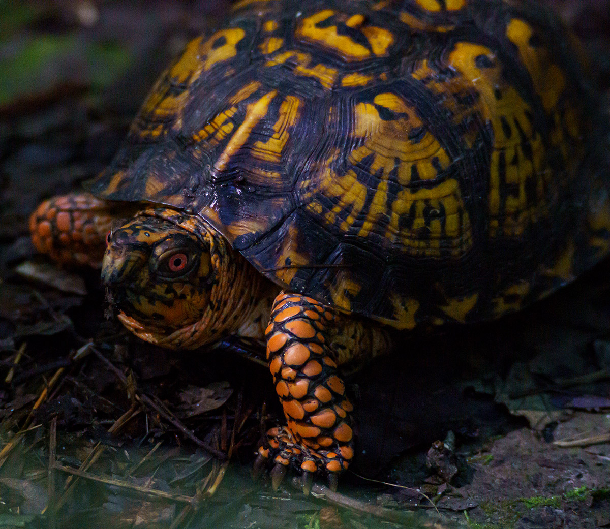 One of the many box turtles at Newport News Park.