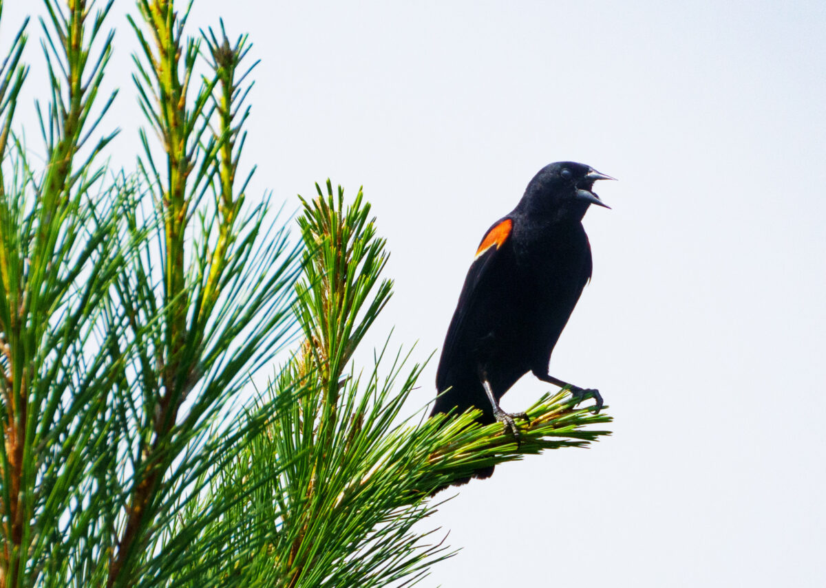 A red winged blackbird on a pine tree