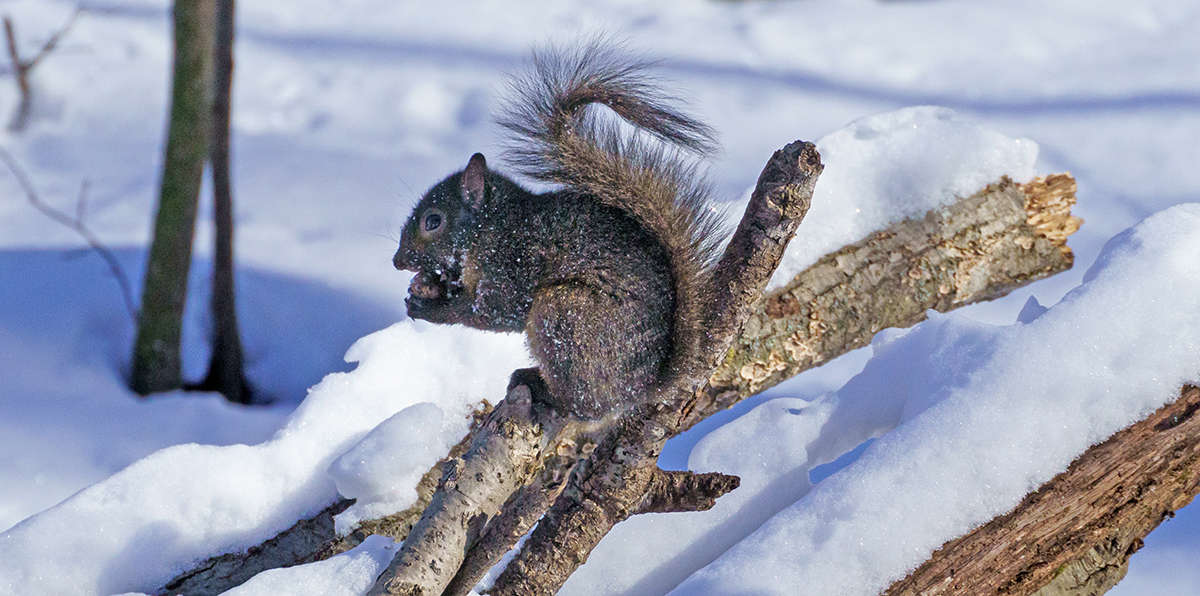The Eastern gray squirrel with its snack.