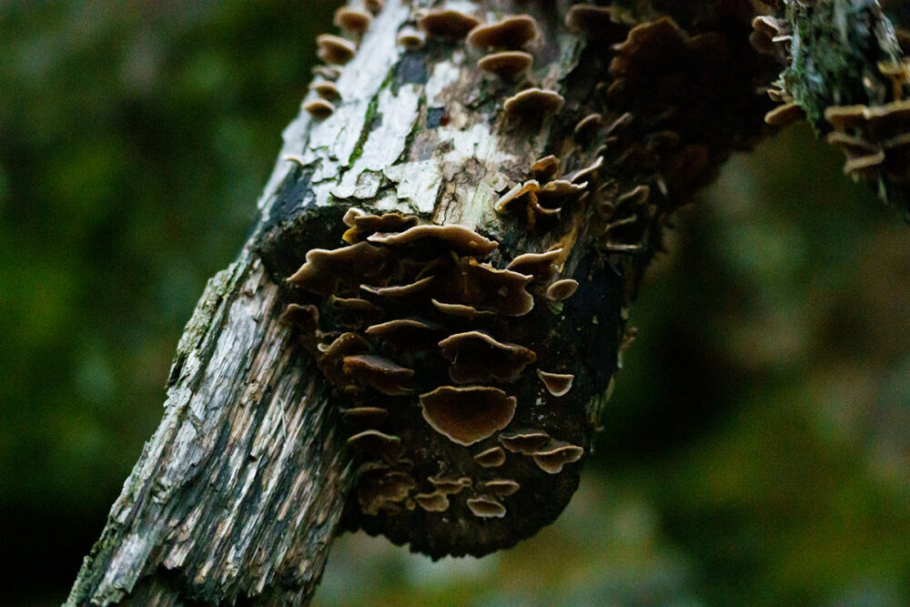 An image of mushrooms on a decomposing branch