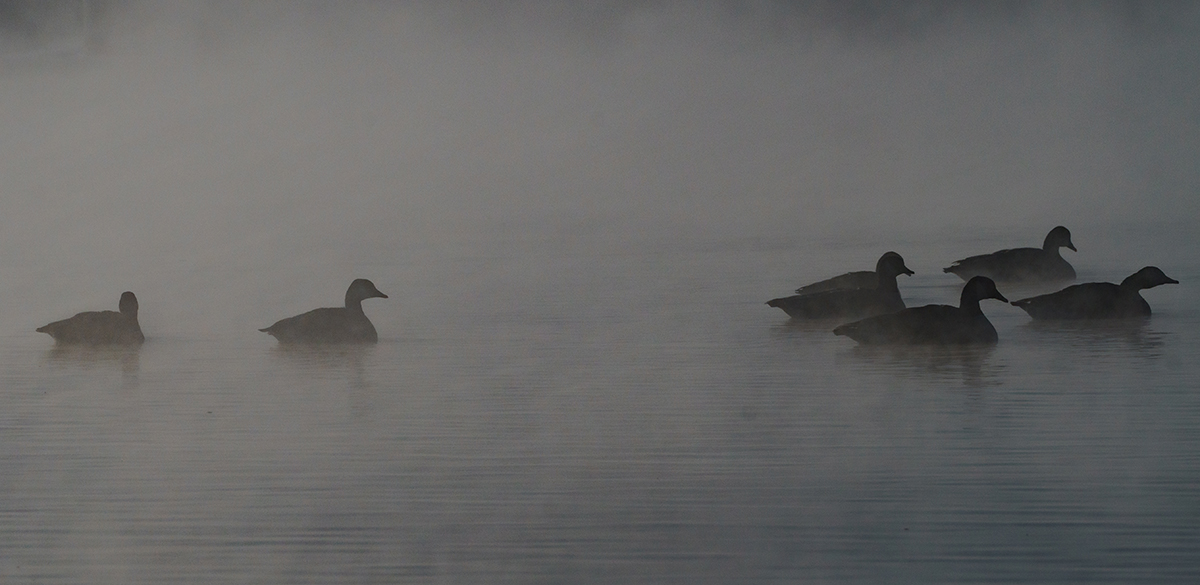 Canada geese on a foggy Silver Lake.