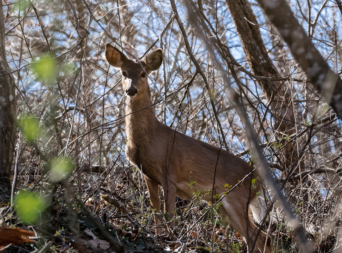 An image of a white tailed deer hidden in a thicket