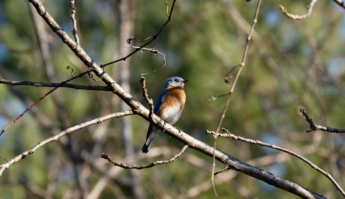 An image of an eastern bluebird perched in a tree
