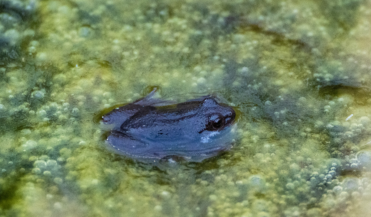 An image of a chorus frog in algae infested waters