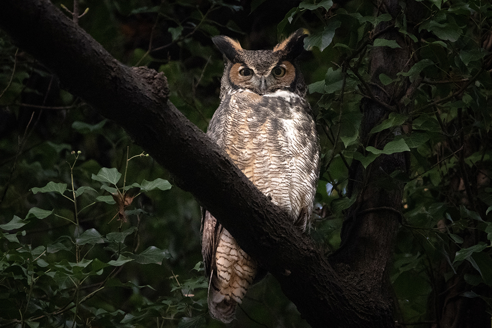 A great horned owl perched among vines at Mason Neck National Wildlife Refuge.