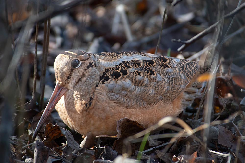 An American woodcock sits camouflaged in the leaves at Huntley Meadows Park.