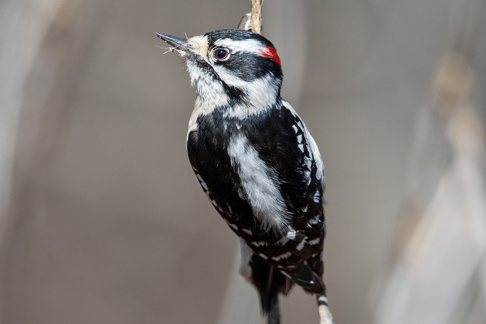 A downy woodpecker feeding on the dried reeds at Dyke Marsh Wildlife Preserve.