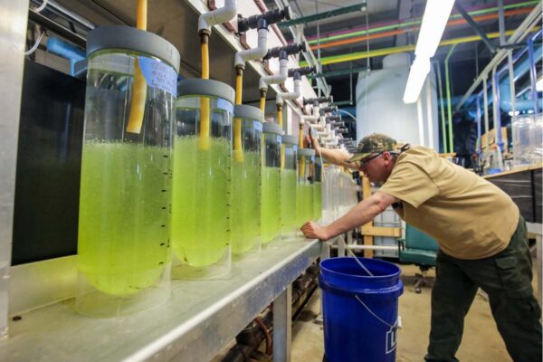 A DWR hatchery employee inspects equipment