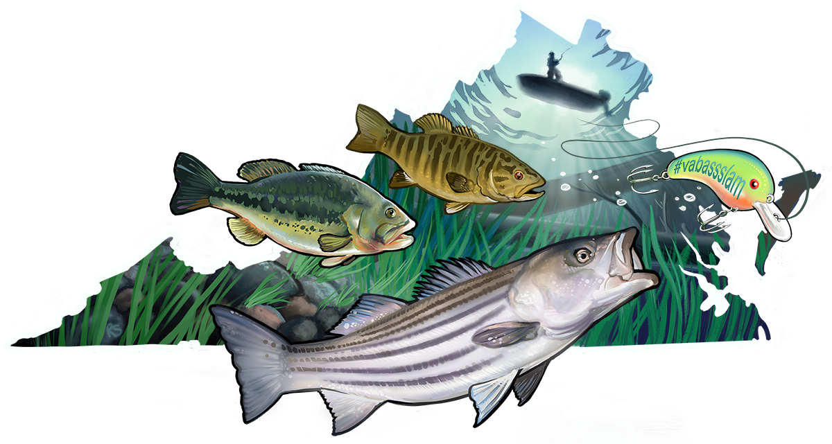 Illustrations of various bass species superimposed over an artistic outline of Virginia.