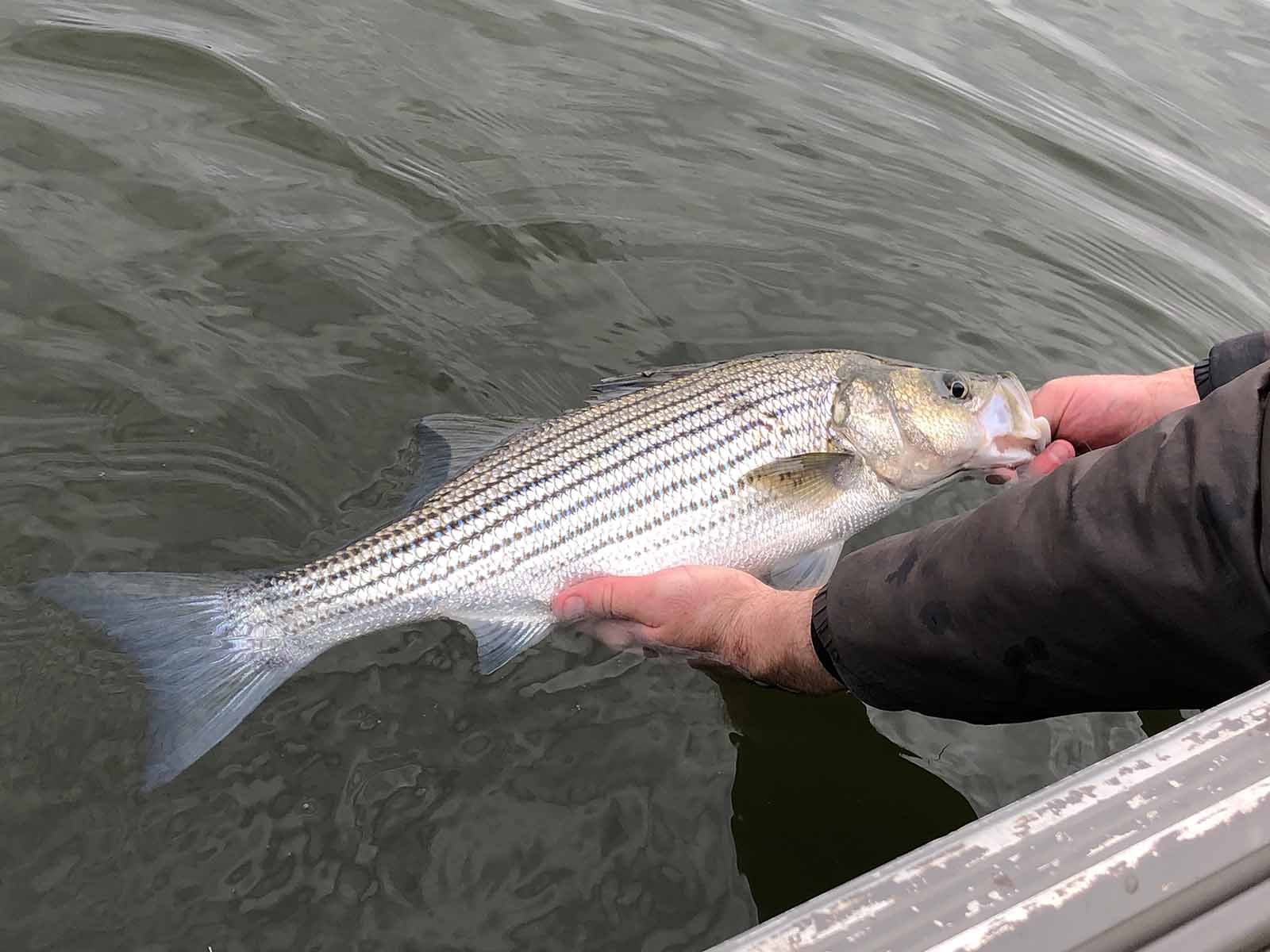 43 Pound Striped Bass Striper Fishing on the ADAHK 