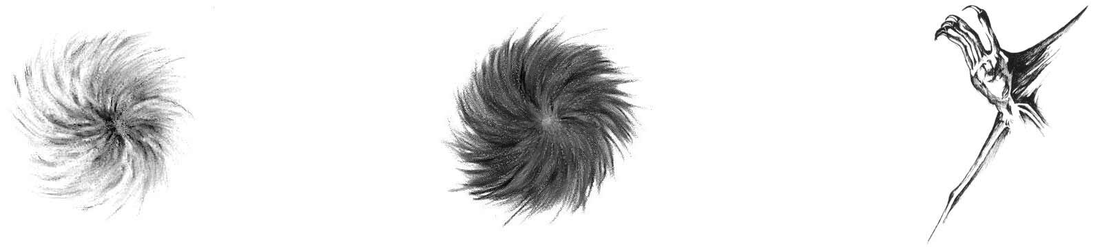 An image depicting the swirling hair pattern found on the hind foot of the Virginia Big-Eared Bat