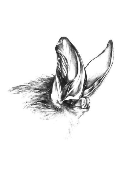 An image of Virginia Big-eared Bat