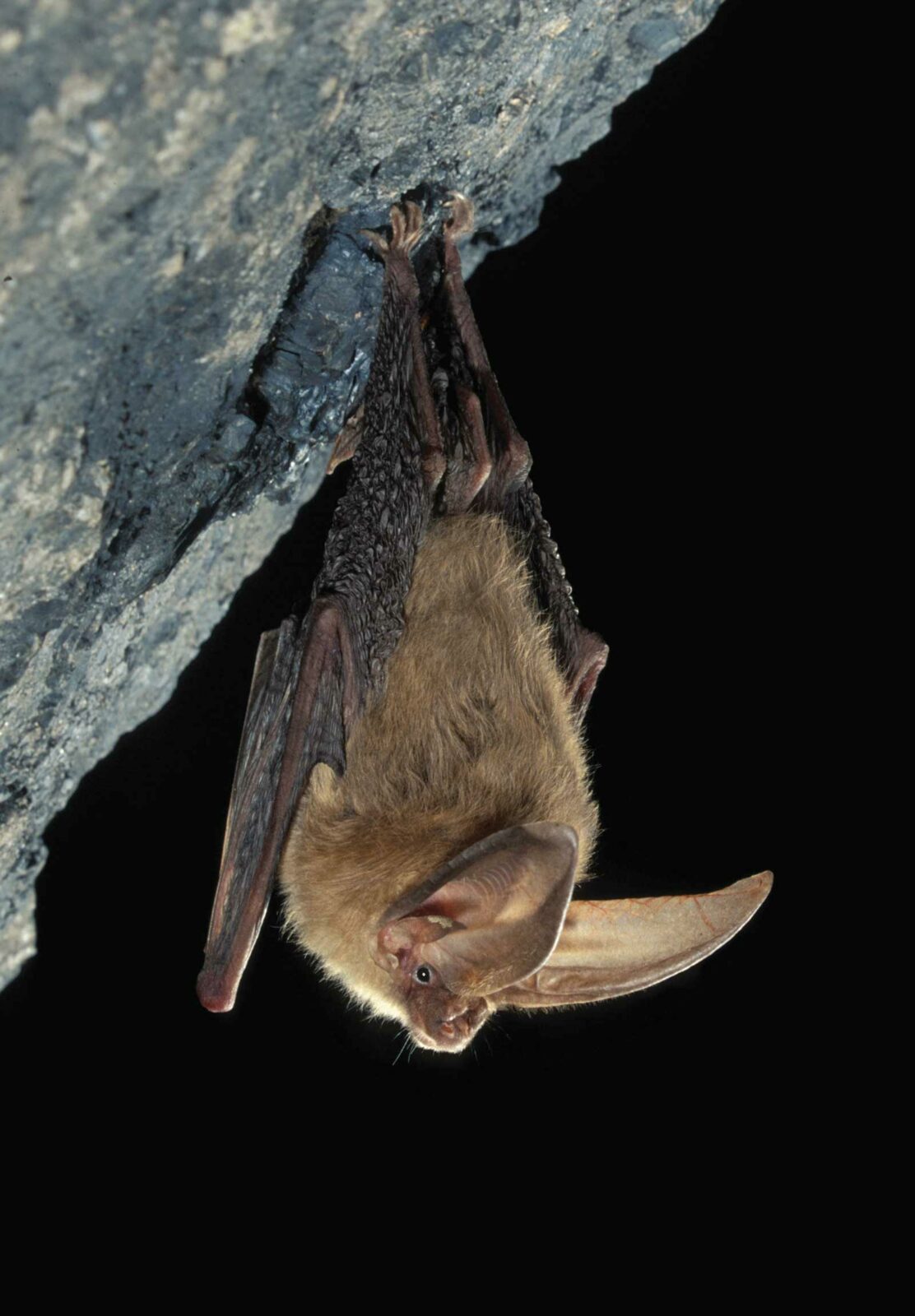 Virginia Big-eared bat hanging upside down 
