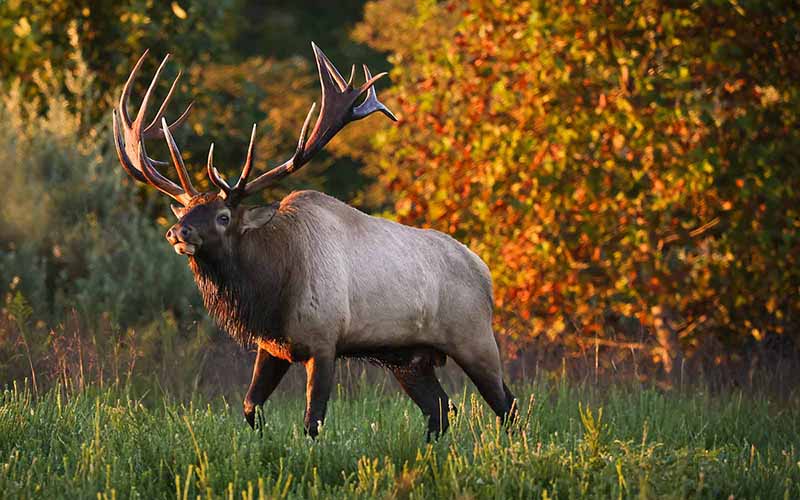 Virginia Elk Hunt Lottery | Virginia DWR