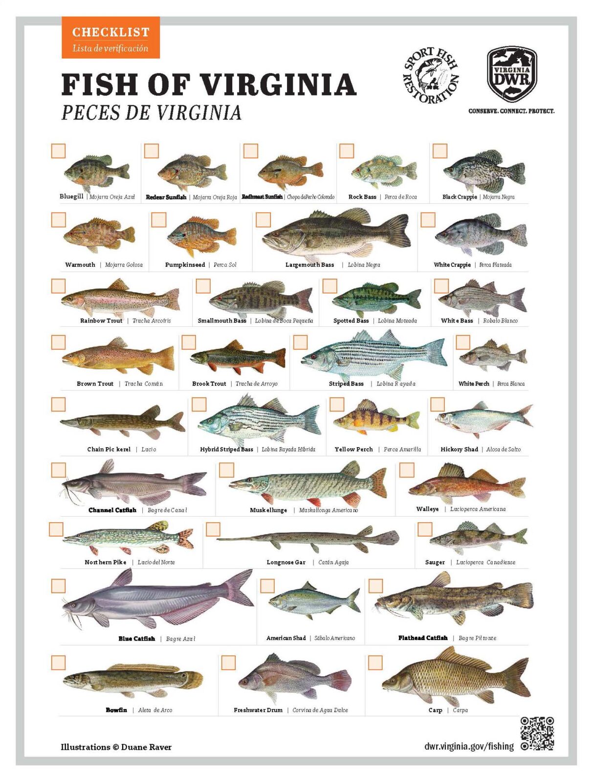 Virginia Fishing Checklist | Virginia DWR