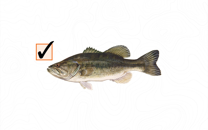 Virginia Fishing Checklist | Virginia DWR