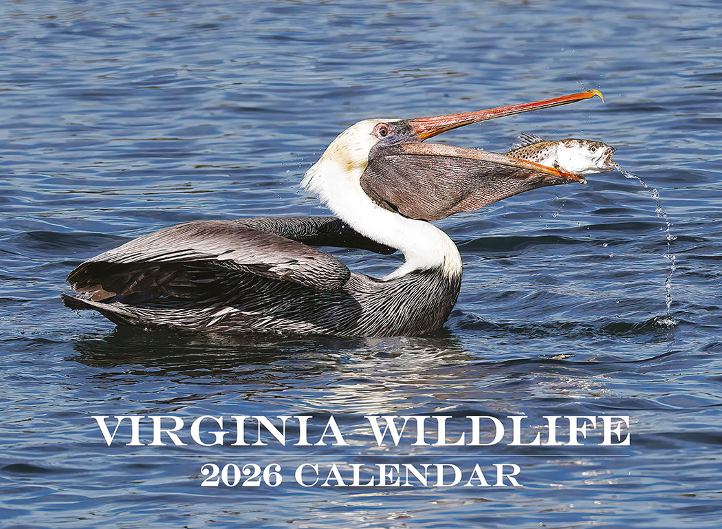Cover of the 2026 Virginia Wildlife Calendar, featuring a pelican catching a fish
