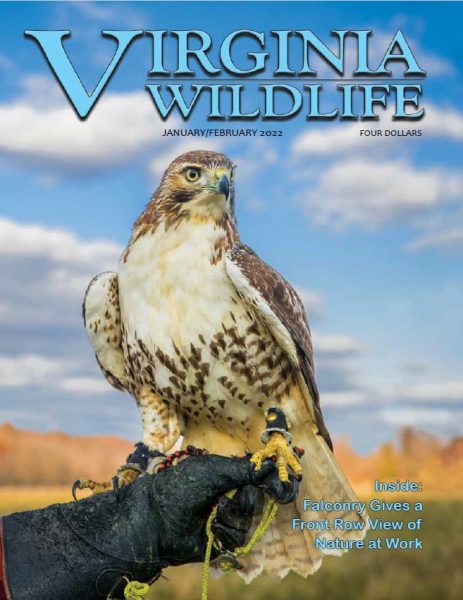 Virginia Department Of Wildlife Resources (DWR)