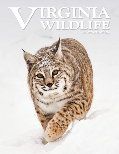 January-February 2026 Virginia Wildlife Magazine cover image