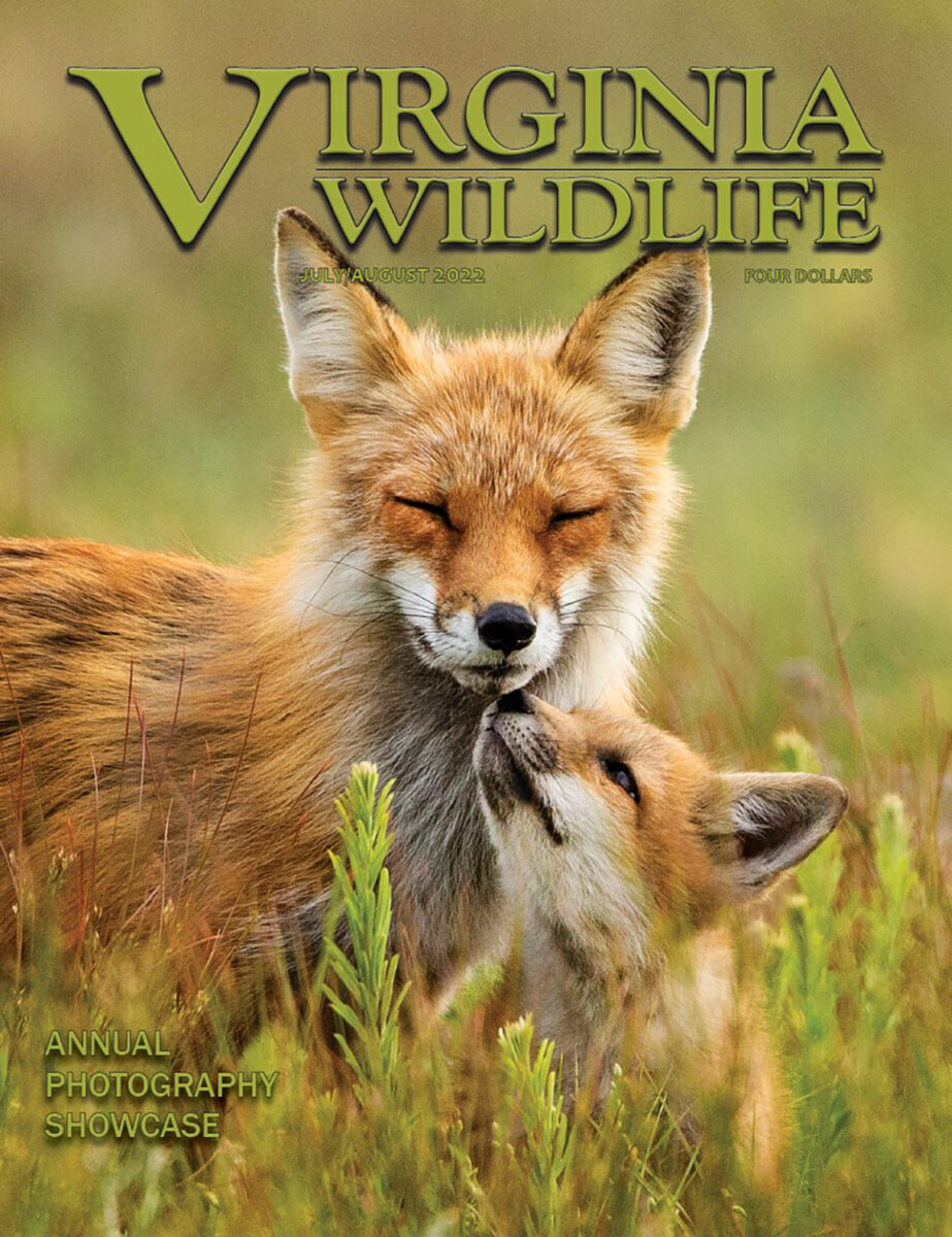 Virginia Wildlife Magazine Archive