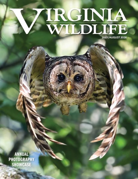 July-August 2026 Virginia Wildlife Magazine cover image
