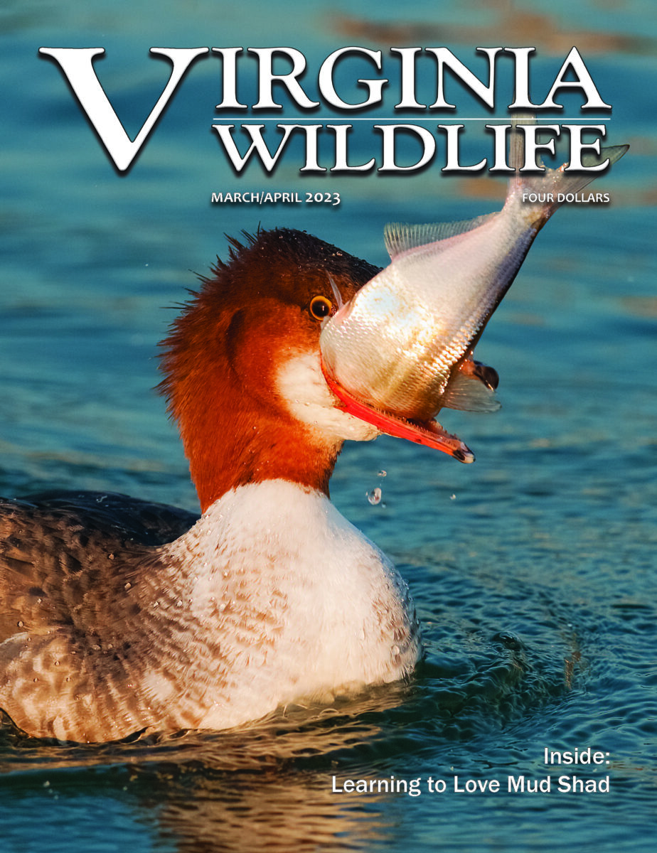 Fens  Wildlife Journal Junior