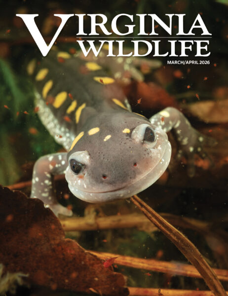 March-April 2026 Virginia Wildlife Magazine cover image