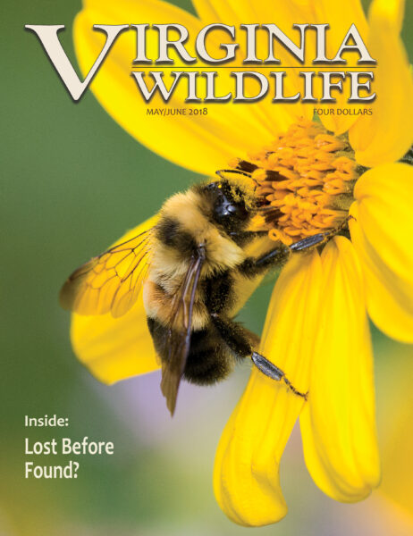 An image of the cover to an 2018 edition of the Virginia Wildlife magazine featuring the rusty patched bumble bee feeding from a large yellow flower with the caption reading "inside: lost before found?"