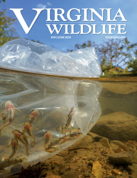 May-June 2025 Virginia Wildlife Magazine cover image
