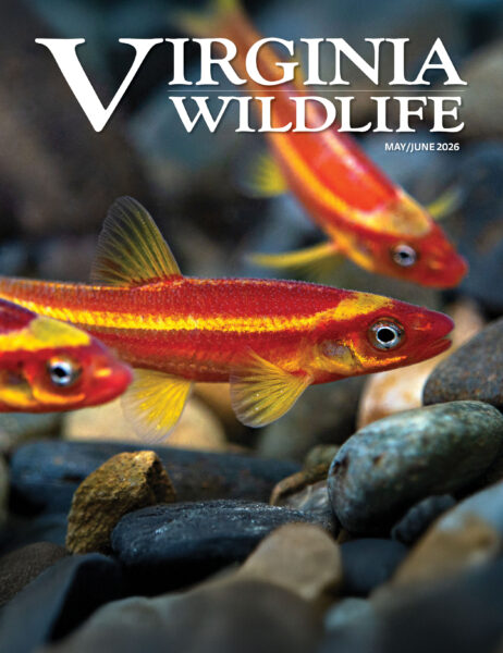 May-June 2026 Virginia Wildlife Magazine cover image