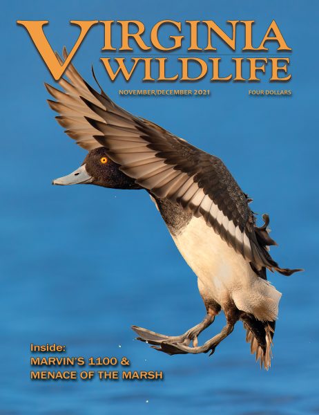 Virginia Department Of Wildlife Resources (DWR)