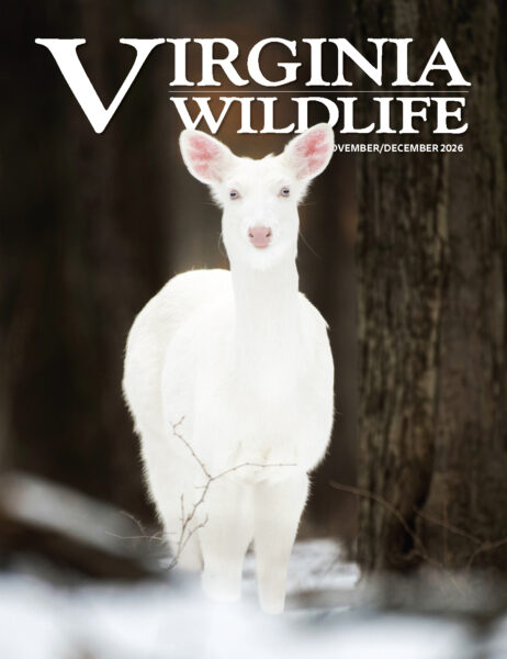 November-December 2026 Virginia Wildlife Magazine cover image