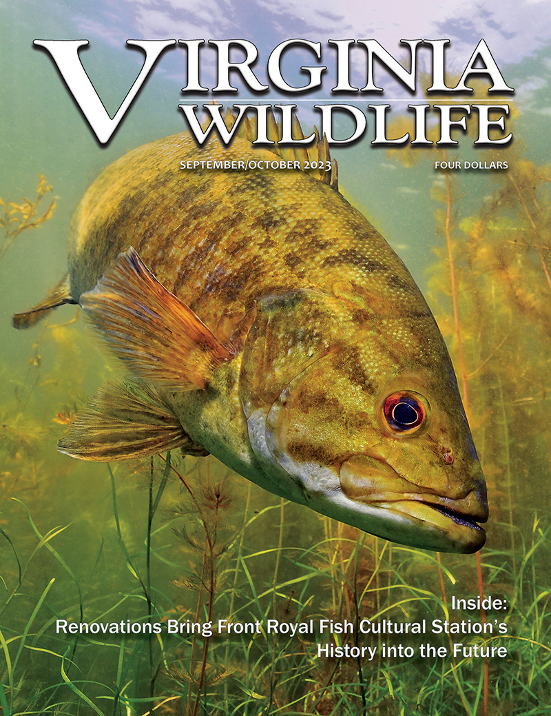 Virginia Wildlife Magazine Archive