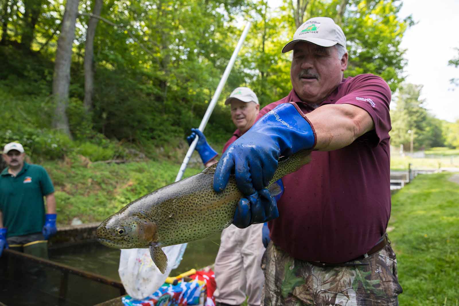 A volunteer wearing thick gloves holding a trout
