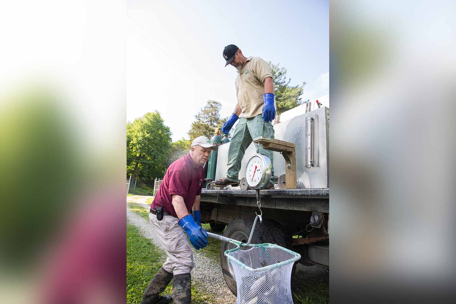Two volunteers moving trout from a stocking truck