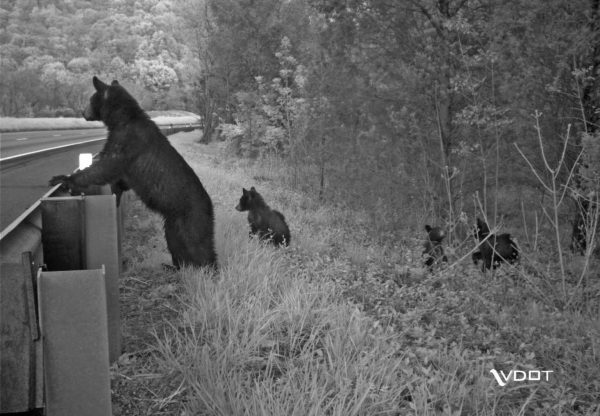 An image of an mother black bear and her three cubs looking across a road taken by VDOT. this image is included to emphasize the importance of creating wildlife corridors to allow the passage of wildlife through human infrastructure to limit the hazards presented to both humans and wilds animals when road crossings occur.