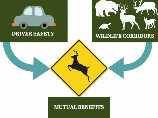 Blocks labeled Driver Safety and Wildilfe Corridors with arrows pointing to a Deer Crossing road sign labeled Mutual Benefits.
