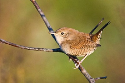 An image of a small brown wren on a stick