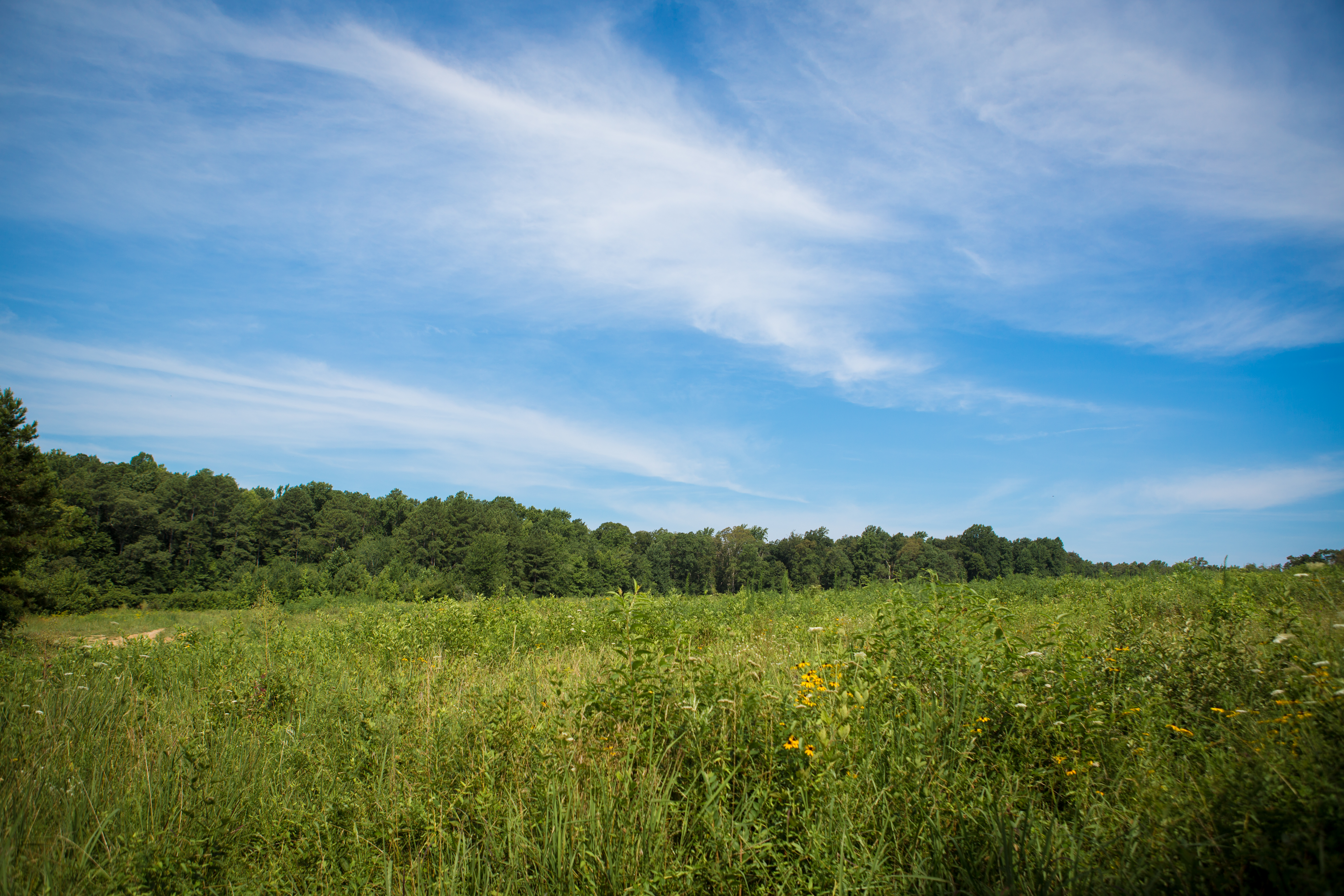 An image of a meadow with a forest in the background