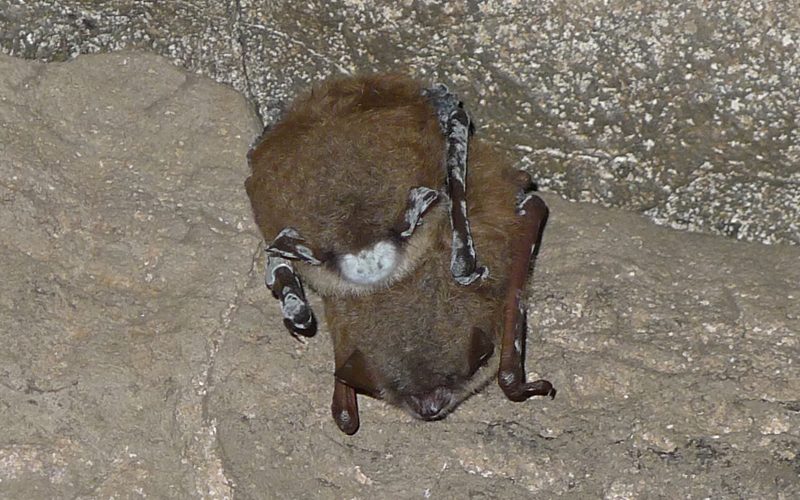 A close-up photo of a bat with white fungus growing on its face and legs.