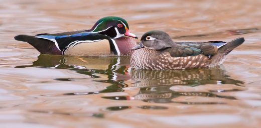 Wood Duck pair w/ male on left and female on right 