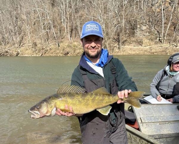 An angler holding a walleye