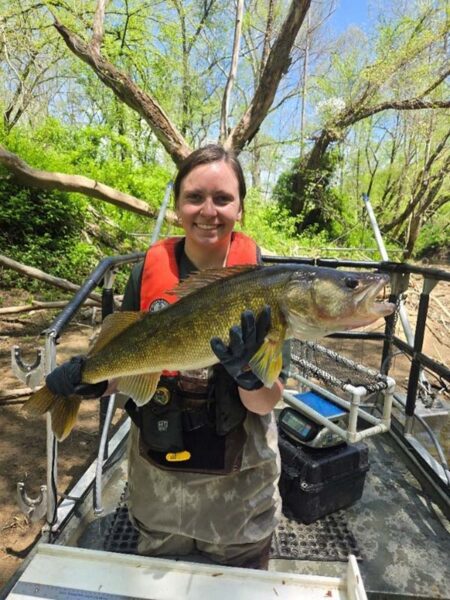A DWR fisheries biologist holding a walleye