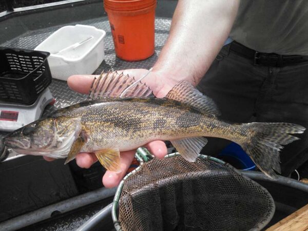 A hand holding a small fish