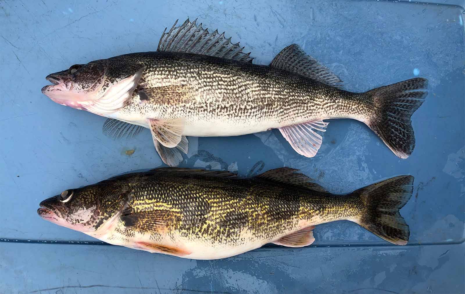 An image comparing the grey Walleye on the top of the photo and the olive green Saugeye on the bottom